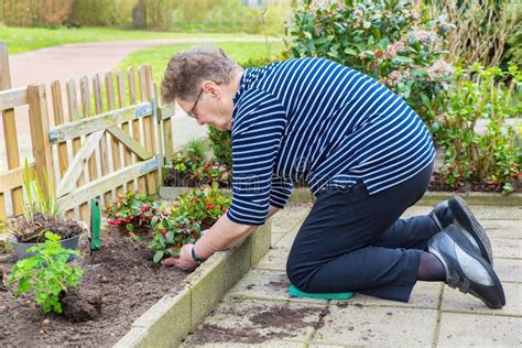 Elderly Woman Planting Heather Plant In Garden Stock Image Image Of