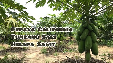 Pepaya California Tumpang Sari Dengan Kelapa Sawit Youtube