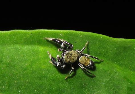 Jumping Spiders (Piranthus bakau) - Bali Wildlife