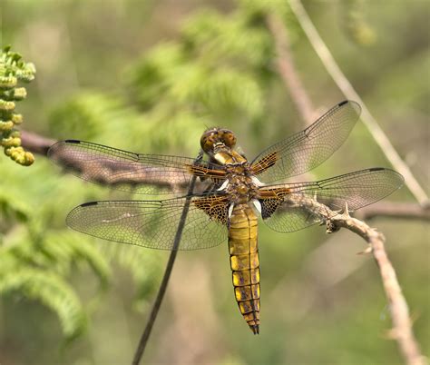 Libellule Déprimée Femelle Libellula Depressa Jean Louis Eliot Flickr