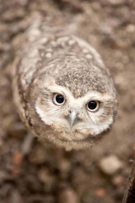 Owl Peering Up Owl Owl Pictures Burrowing Owl