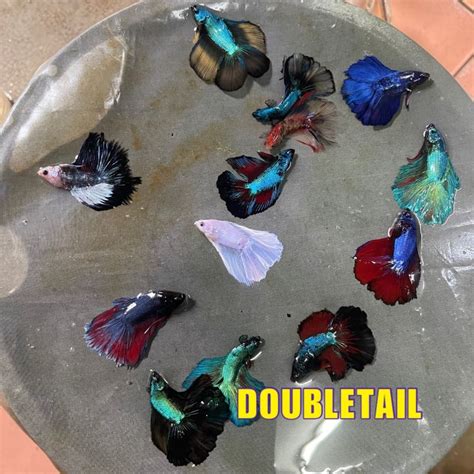 DOUBLETAIL HALFMOON DTHM RANDOM IKAN LAGA BETTA FISH Lazada