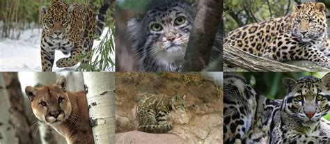 Wild cats | history, types, species info - BigCatsWildCats