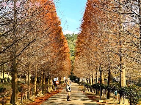 祥之飛去新竹景點│最新落羽松景點距離新竹高鐵車程約15分鐘love教堂美拍 小森之歌景觀餐廳約會景點親子景點落羽松大道