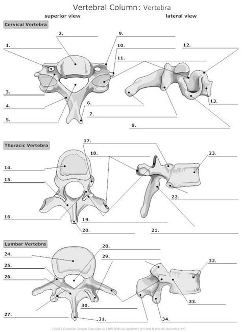 Blank Labeling Sheets For Anatomy