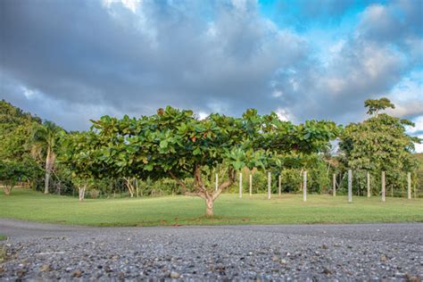 Orocovis Images – Browse 45 Stock Photos, Vectors, and Video | Adobe Stock