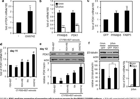 Figure 6 From Retinoic Acid Induces Neurogenesis By Activating Both