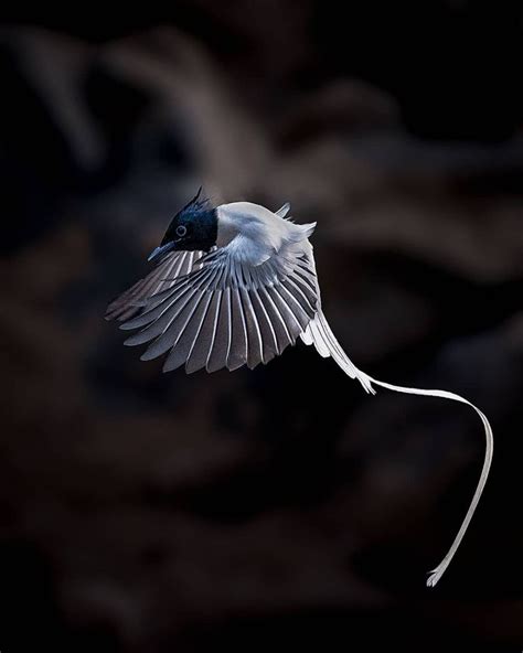 Photographer Captures Fantastical Long Tailed Indian Paradise