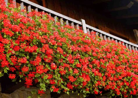 Migliori Piante Da Balcone Perenni E Ricadenti Ecco Quali Sono