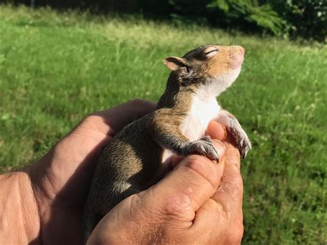 Squirrel Lover Zigzag On Twitter Small Tip For Rehabbers They Love