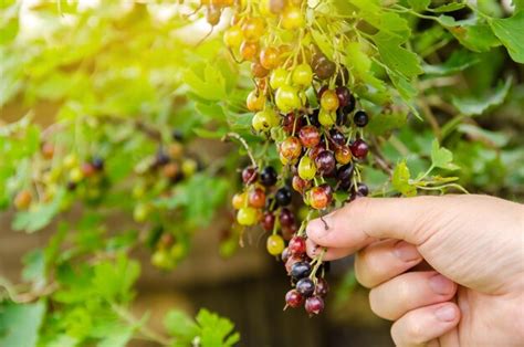 Premium Photo A Farmer Harvests Blackcurrant In The Garden Summer