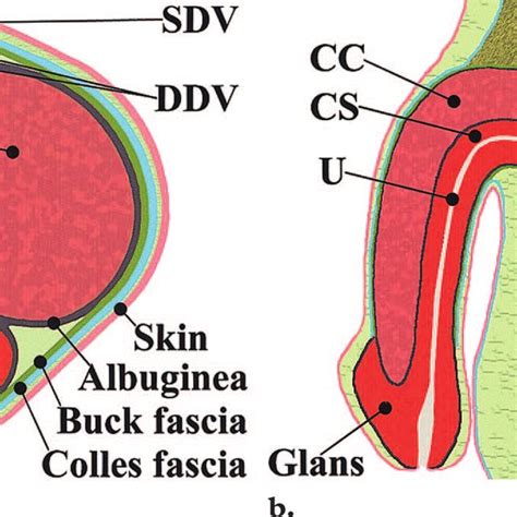 Abdominal Reservoir In A 60 Year Old Impotent Man Who Had Undergone Download Scientific Diagram