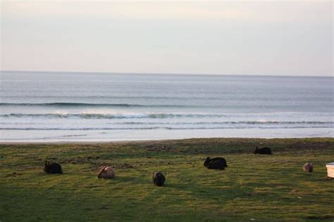 Beach Bunnies In Cannon Beach Oregon R Mildlyinteresting