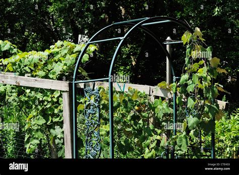 Garden Trellis & Screening | Garden Fence Panels & Gates: Metal Grape ...