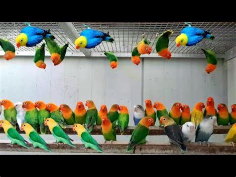 World Most Beautiful Afrecan Lovebirds Farm Top Most Popular Bird