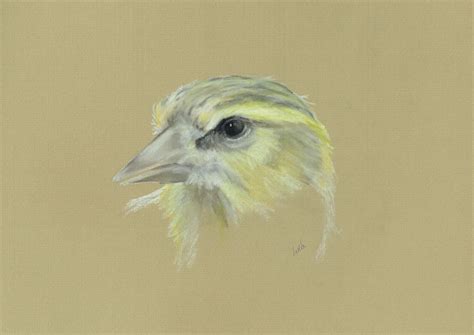 Finches Five A Day Plus One Wildlife Art Writing By Leslie A Kent