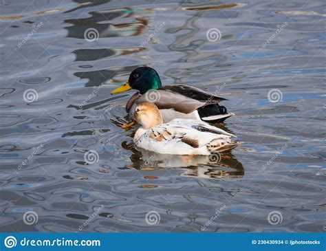 Leucistic Albino Mallard Duck In The Flock Of Usual Mallard Ducks Stock