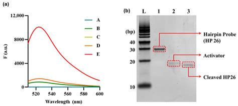 Biosensors Free Full Text Crispr Cas12a Collateral Cleavage Activity For Sensitive 3′ 5