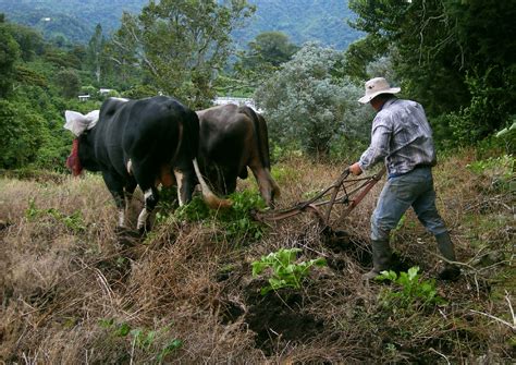 Oxen Plowing 4 Free Stock Photo - Public Domain Pictures