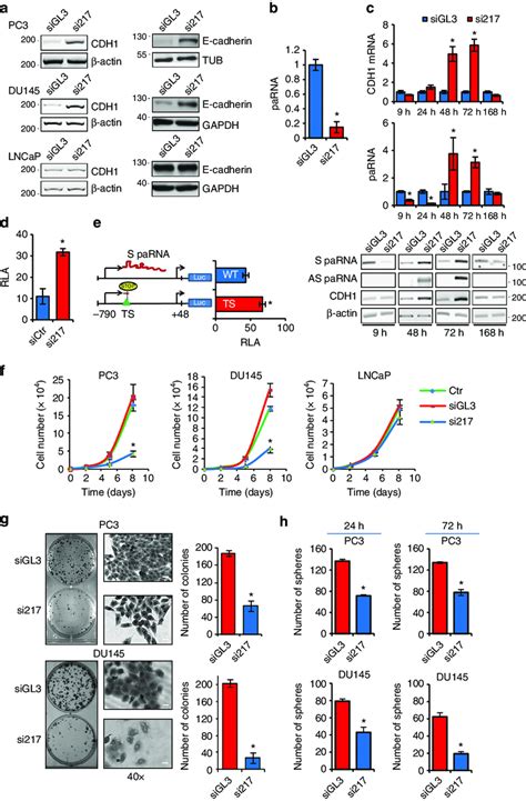 | Promoter-associated RNAs control CDH1 expression. (a) Expression of ...