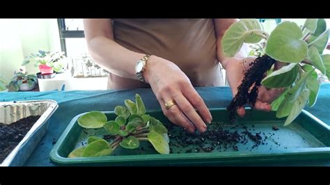 HOW TO Separate OVERGROWN Baby AFRICAN VIOLETS Finding The Crowns