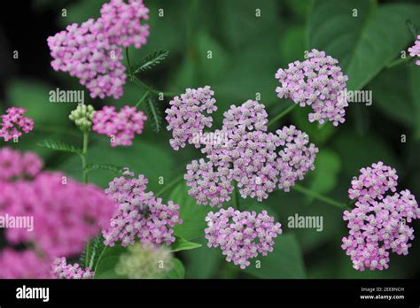 Common Yarrow Achillea Millefolium Pretty Belinda Flowers In A Garden