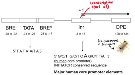 Gene Regulation Flashcards Quizlet