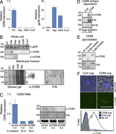 The P39 Peptide Binds To CD68 A Molecule That Mediates Sporozoite