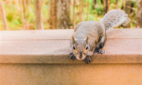 How To Stop Squirrels From Coming Into Your Yard Covenant Wildlife