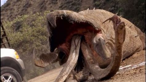 tremors all animals - the graboid life cycle - Wattpad