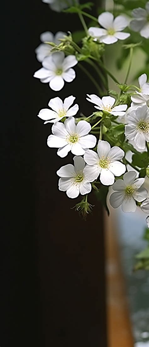 White Flowers On The Table Background Wallpaper Image For Free Download ...