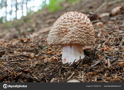 Amanita Rubescens Edible Mushroom Fungus Natural Environment English