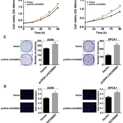 Overexpression Of Linc Promotes Nsclc Cell Proliferation And