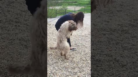 Dog Humps Dumb Brunette Youtube