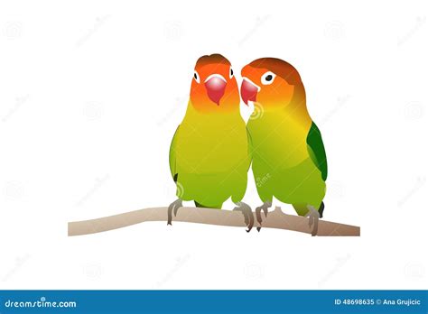 Parrot love birds stock vector. Illustration of exotic - 48698635