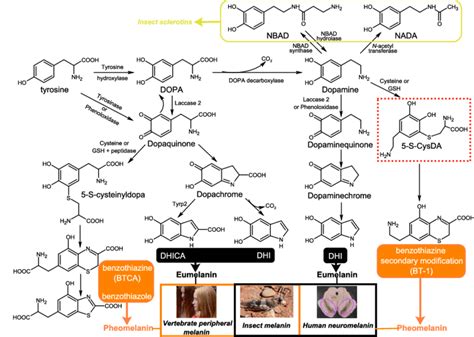 Schematic Representation Of The Biochemical Pathway Leading To The