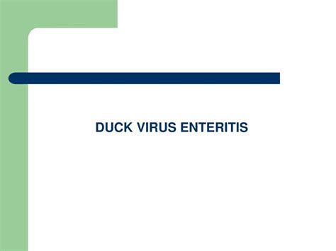 PPT - DUCK VIRUS ENTERITIS PowerPoint Presentation, free download - ID:5624656