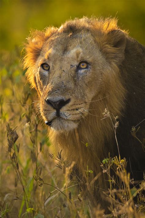 Gir National Park, The only home of Asiatic Lions – Saurabh Desai ...