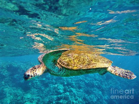 Maui Sea Turtle Photograph By Birgit Tyrrell Fine Art America