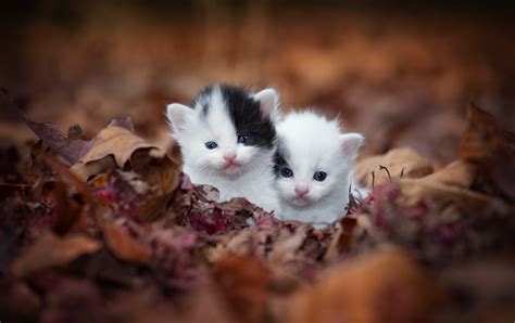 I Found Abandoned Kittens What Should I Do Thecatsite