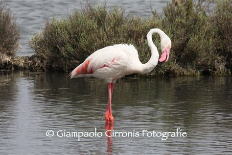 Lo Spettacolo Dei Fenicotteri Rosa Alle Saline Di Carloforte La