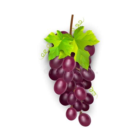 Uvas De Tabla Rojas Uvas De Vino Fruta Fresca Sistema Del Icono Del