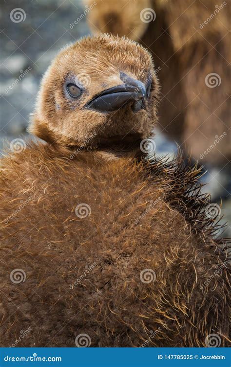 Young, Year Old King Penguin, in Baby Feathers Stock Image - Image of ...