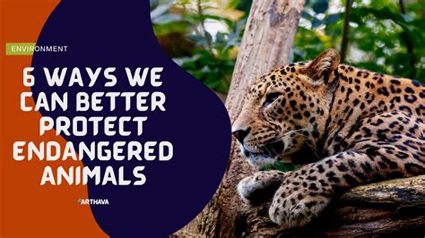 6 Ways We Can Better Protect Endangered Animals Earthava