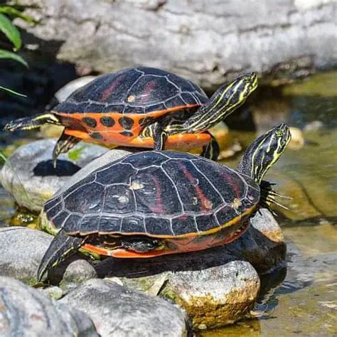 Freshwater Pond Turtles Pond Turtle Pets Pond Informer