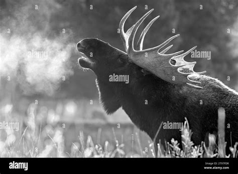 Bull Moose Alces Alces Flehman Response During The Rut Grand Teton