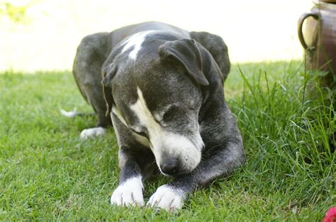 Can Dogs Have Panic Attacks? - Penny Paws