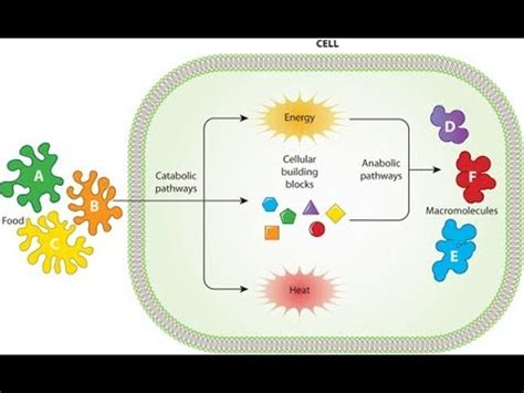 Anabolism vs Catabolism