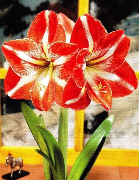 Amaryllis Star Of Holland Hippeastrum Large Bulb Size 3638 Indoor