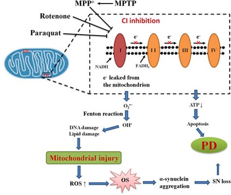 Frontiers Pharmacological Modulation Of Nrf2 HO 1 Signaling Pathway